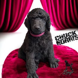 Chuck Norris - Black male Poodle puppy in Nederland, Texas from Lingo Standard Poodles