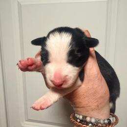 Sweet Pea - Black and white female Border Collie puppy in Lebanon, Oregon from Cahill’s Canines