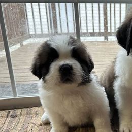 Saint Bernards from Shoen Saint Bernards