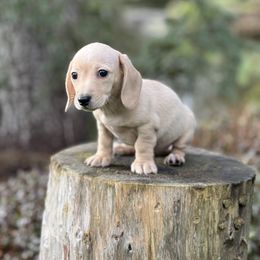Dachshund Puppies from Northwest Dachshunds