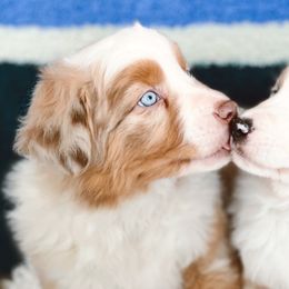 Australian Shepherds and Miniature Australian Shepherds from Wine Cup Ranch Aussies
