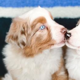 Australian Shepherds and Miniature Australian Shepherds from Wine Cup Ranch Aussies