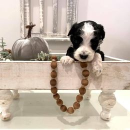 Bernedoodle Puppies from Mountain Top Doodles