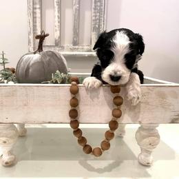 Bernedoodle Puppies from Mountain Top Doodles