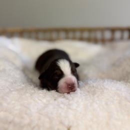Red Tri Male 2 - Red tri male Miniature Australian Shepherd puppy in Stuart, Virginia from Apple Tree Mini Aussies