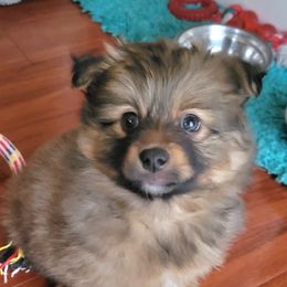 Pomeranian Puppies from TN Coco Poms