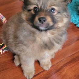 Pomeranian Puppies from TN Coco Poms