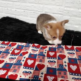 Boy 2 - Red male Pembroke Welsh Corgi puppy in Tucson, Arizona from Sierrita Mountain Corgis