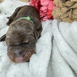 Sequoia - Red and rust female Doberman Pinscher puppy in Boyd, Texas from Team Feem Breeders