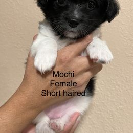 Havanese Puppies from Hoodview Havanese