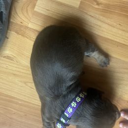 Girl 2 - Chocolate female Dachshund puppy in Stilwell, Oklahoma from Hoop's Dachshund