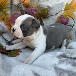 Rascal - Blue male Boston Terrier puppy in Corning, California from SB Bostons / Raksha Malinois
