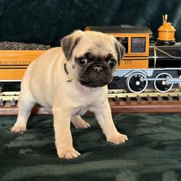 Boy 2 - male Pug puppy in Anderson Island, Washington from Purebred Pugs of Puget Sound