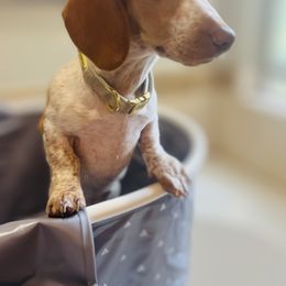 Lada - Dachshund