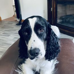 NOAHA - English Springer Spaniel