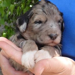Beaugart - Blue male Pyredoodle puppy in Prescott, Washington from Washington Pyredoodles
