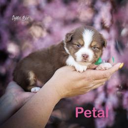 Petal - Red tri-color female Miniature American Shepherd puppy in Herriman, Utah from Painted Blue Aussies