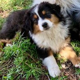 Australian Shepherds and Miniature American Shepherds from Wyndstar Australian Shepherds