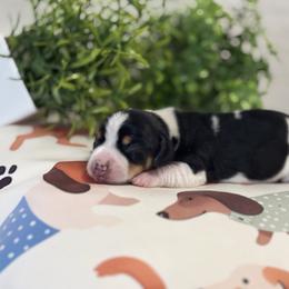 AKC Black Tan Piebald - Black and tan female Dachshund puppy in Ladson, South Carolina from Funk's Four-Legged Friends
