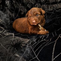 Rolo - Red tri male Miniature Australian Shepherd puppy in Haslet, Texas from Silver Lining Aussies