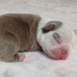 Scooter - Lilac male Boston Terrier puppy in Corning, California from SB Bostons