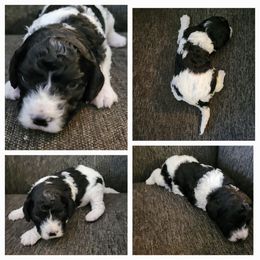 Cavapoo Puppies from Maggie's Cavapoo Puppies