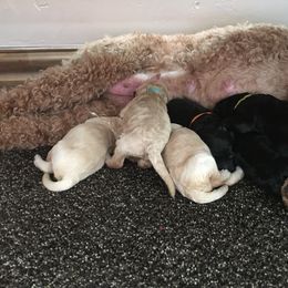 Goldendoodle Puppies from Timpanogos Doodles