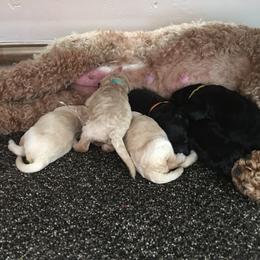 Goldendoodle Puppies from Timpanogos Doodles