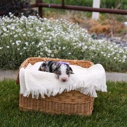 Willow - Merle female Bernedoodle puppy in Payson, Utah from Little Diamond Doodles