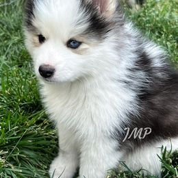 Pomsky Puppies from Perfect Companion Pomskies