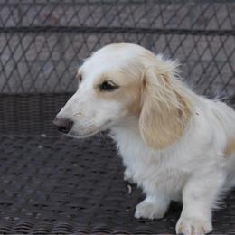 Scooter - Dachshund