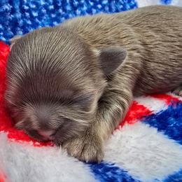 Lavender Female - Lilac female Shih Tzu puppy in Oakville, Washington from Garrard Creek Shih Tzus
