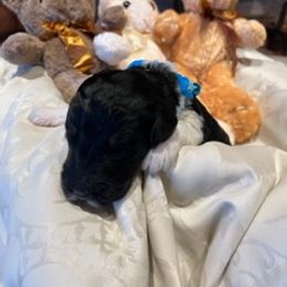 Boy 4 - Saint Berdoodle puppy in Idaho from Oodles of Doodles, LLC