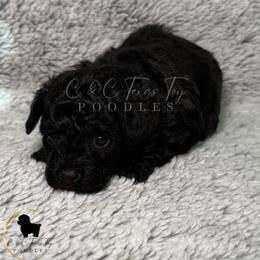 Ryson - Black male Poodle puppy in Austin, Texas from C & C Texas Toy Poodles