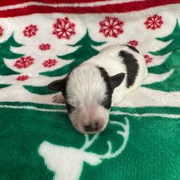 Purple girl - Parti female Miniature Schnauzer puppy in Oneonta, Alabama from Murphree Valley Kennels