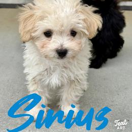 Sirius - Cream male Maltipoo puppy in Newville, Pennsylvania from Wonderfully Made Poodles & Doodles