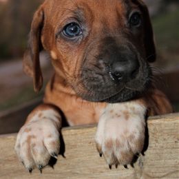German Shepherd and Rhodesian Ridgeback Puppies from Sugar Paws Pets