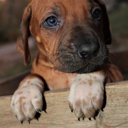 German Shepherd and Rhodesian Ridgeback Puppies from Sugar Paws Pets