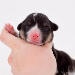 Red Collar - Black and tan male Pembroke Welsh Corgi puppy in Santaquin, Utah from Blacktail Mountain Corgis