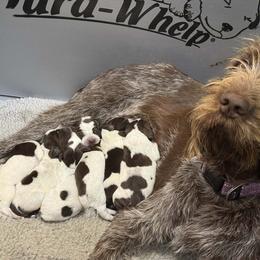 Girl 2 - Brown roan female Spinone Italiano puppy in Teton County, Idaho from Mountain Valley Spinone