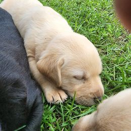 Labrador Retriever Puppies from Huebbe's Labradors