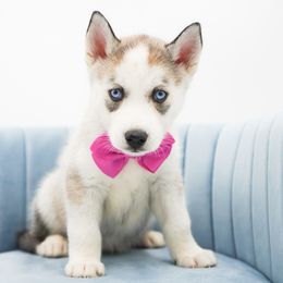 Stella - Gray and white female Siberian Husky puppy in Elmwood Park, Illinois from HuskiesAndGoldensWithFinesse