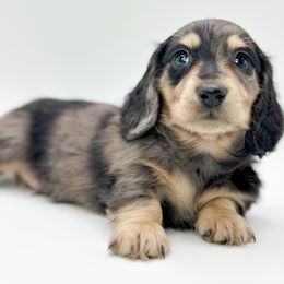 Freddie - Dapple male Dachshund puppy in Moses Lake, Washington from Evergreendox Dachshunds