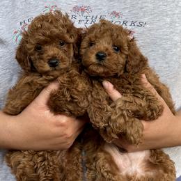 Goldendoodle and Poodle Puppies from Katy's Toy Poodles & Doodles