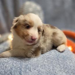 Green Collar - Red merle female Miniature American Shepherd puppy in Statesboro, Georgia from Azure Miniature American Shepherds