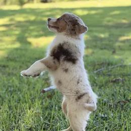 Mel - Red merle female Miniature Australian Shepherd puppy in Hartselle, Alabama from Rounvale