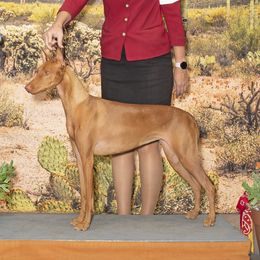 Jayla - Pharaoh Hound