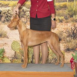 Jayla - Pharaoh Hound