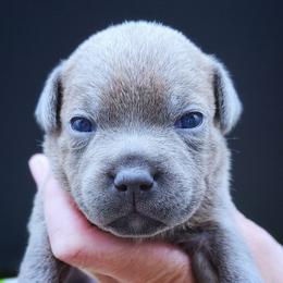 Christ The Redeemer - Blue female Staffordshire Bull Terrier puppy in Dallas, Texas from Wild Blue Staffords