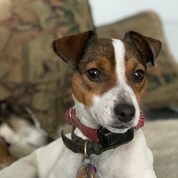 Pippa - Russell Terrier